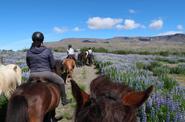 Iceland Horse Riding