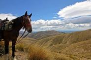 Horse at the top of the mountain 