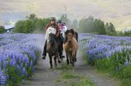 Iceland Horse Riding