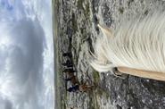 Iceland Horse Riding