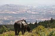 Horse atop a mountain 