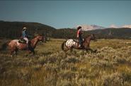 Galloping along the field 