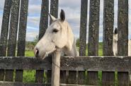 Stallion at the ranch 