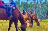 Horses in the field 