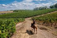 French vineyards ride