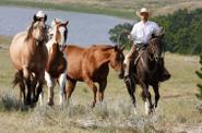 Equestrian with horses 