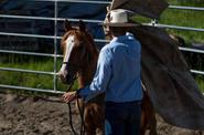 Preparing a horse 