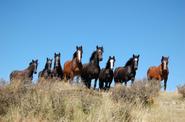 A group of horses 