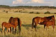 Horses in a field 