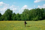 Horse in a field 