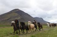 Iceland Horse Riding