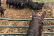 Horses at the ranch 