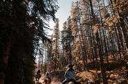 Riding in the forest 