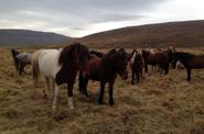 Iceland Horse Riding