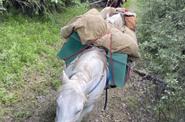 Pack horse 