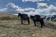 Horses in the mountains 