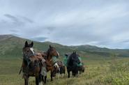 Horses on the route 