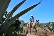 Mexico Horse Riding