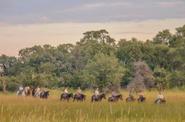 Botswana Horse Riding