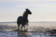 Icelandic horse running 