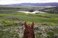 Horse watching forward 