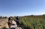 Mexico Horse Riding