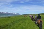 Iceland Horse Riding