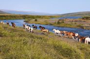 Iceland Horse Riding