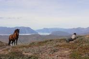 Greenland Horse Riding