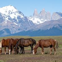 Torres del Paine Riding