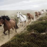 Horse round up in Iceland 