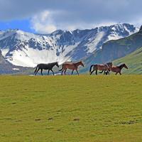 Kyrgyzstan Horse Riding