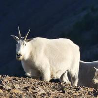 Mountain goat 