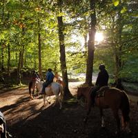 Horse ride in a forest