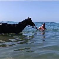 Swimming with horses 