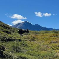 Yukon mountains 