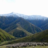 New Zealand landscape 