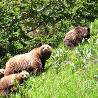 Grizzly bears 