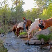 Horses drinking from the local river 