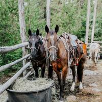 Horses at the ranch 