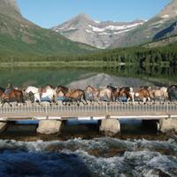 Horses running across the bridge 
