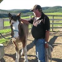 Meeting a horse 