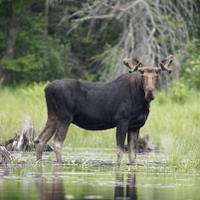 Grey moose 