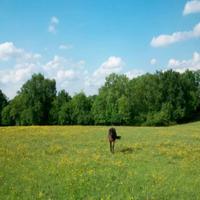 Horse in a field 