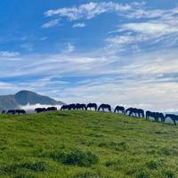 Horses in New Zealand