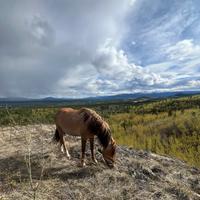 Horse eating during the stop 