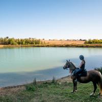 Horse at the lake