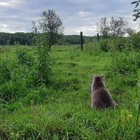 Cat in the grass