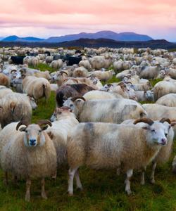 Iceland Sheep