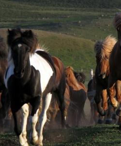 Iceland Horse Riding